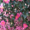 Places 226