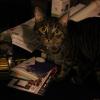 GuiltyCat