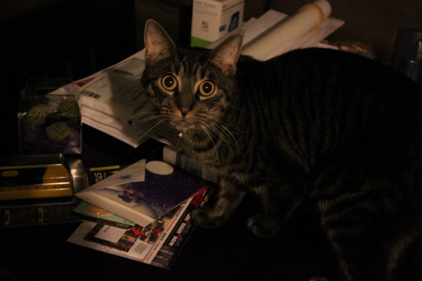 GuiltyCat