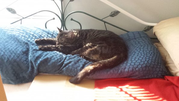SleppyCat