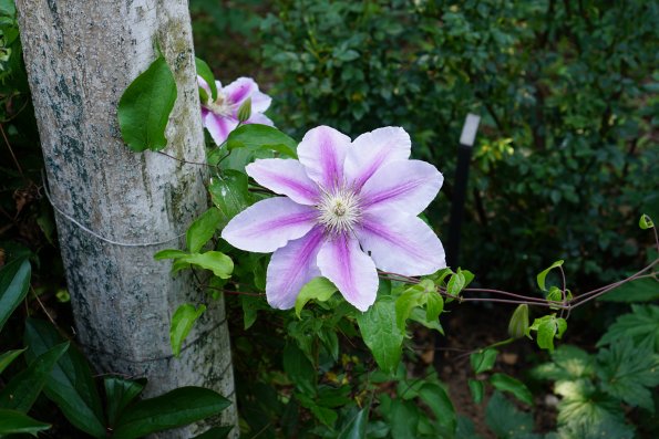 DSC03020